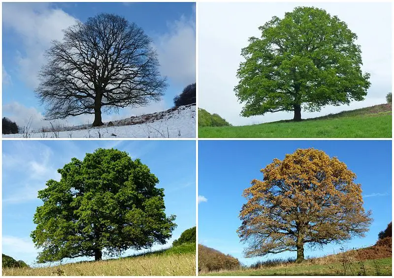 four-seasons-of-calendar-year