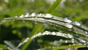 dew-on-grass-condensation-process
