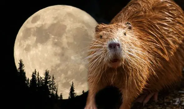 Beaver-Moon-in-northern-hemisphere