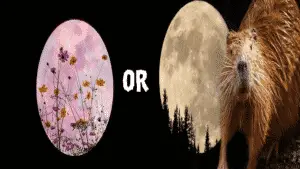 november-full-moon-beaver-or-flower-moon