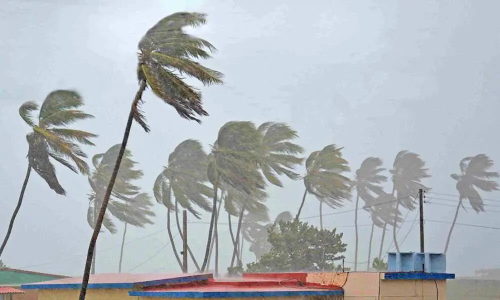palm-trees-in-the-wind