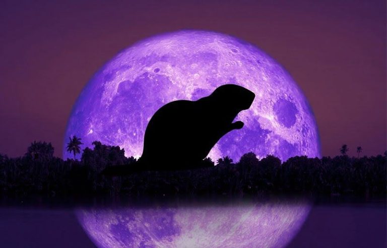 full-moon-in-november-2022-beaver-moon-in-northern-hemisphere