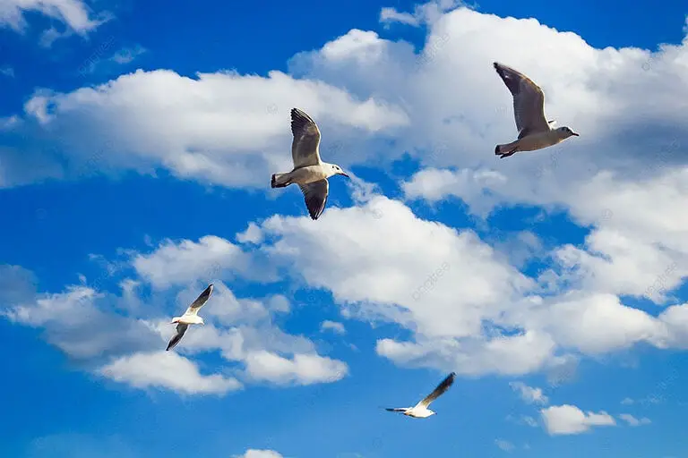 birds-in-flight